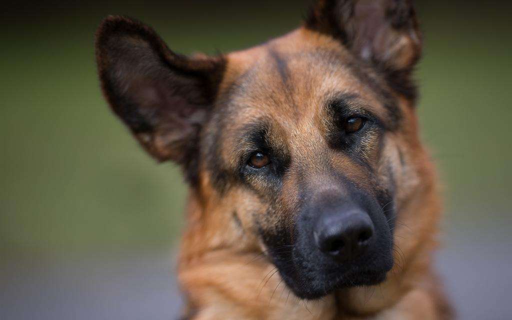 樣子,但是它被稱為世界上最強橫的鬥犬之一和世界上最危險的犬種之一