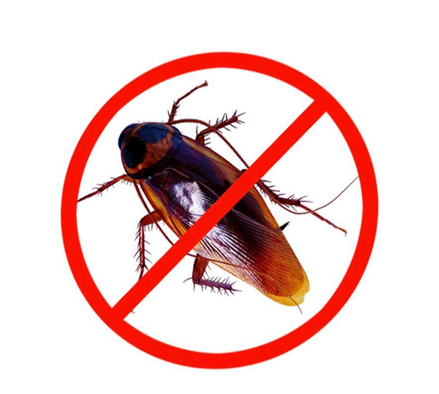 "打不死的小强"蟑螂到底有没有天敌?应该如何消灭