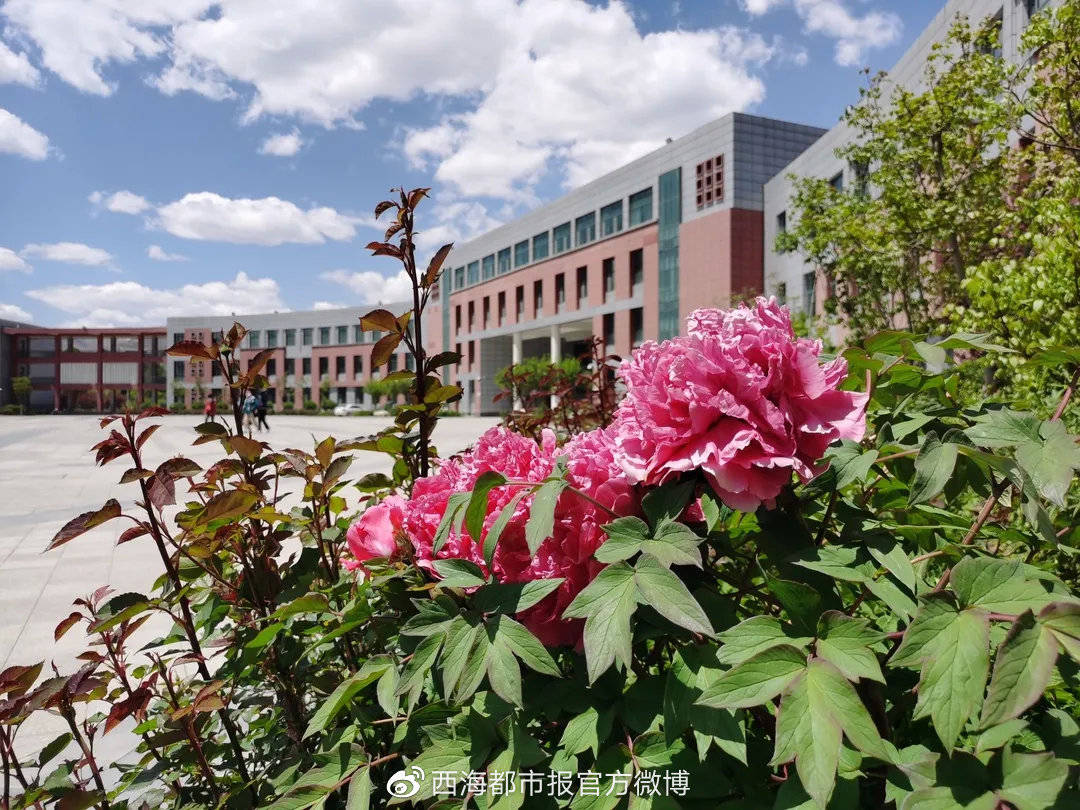 西宁这个地方美极了,还有樱花._城市