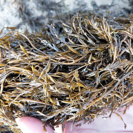 进口马尾藻清关代理,你想知道的报关报检我都告诉你