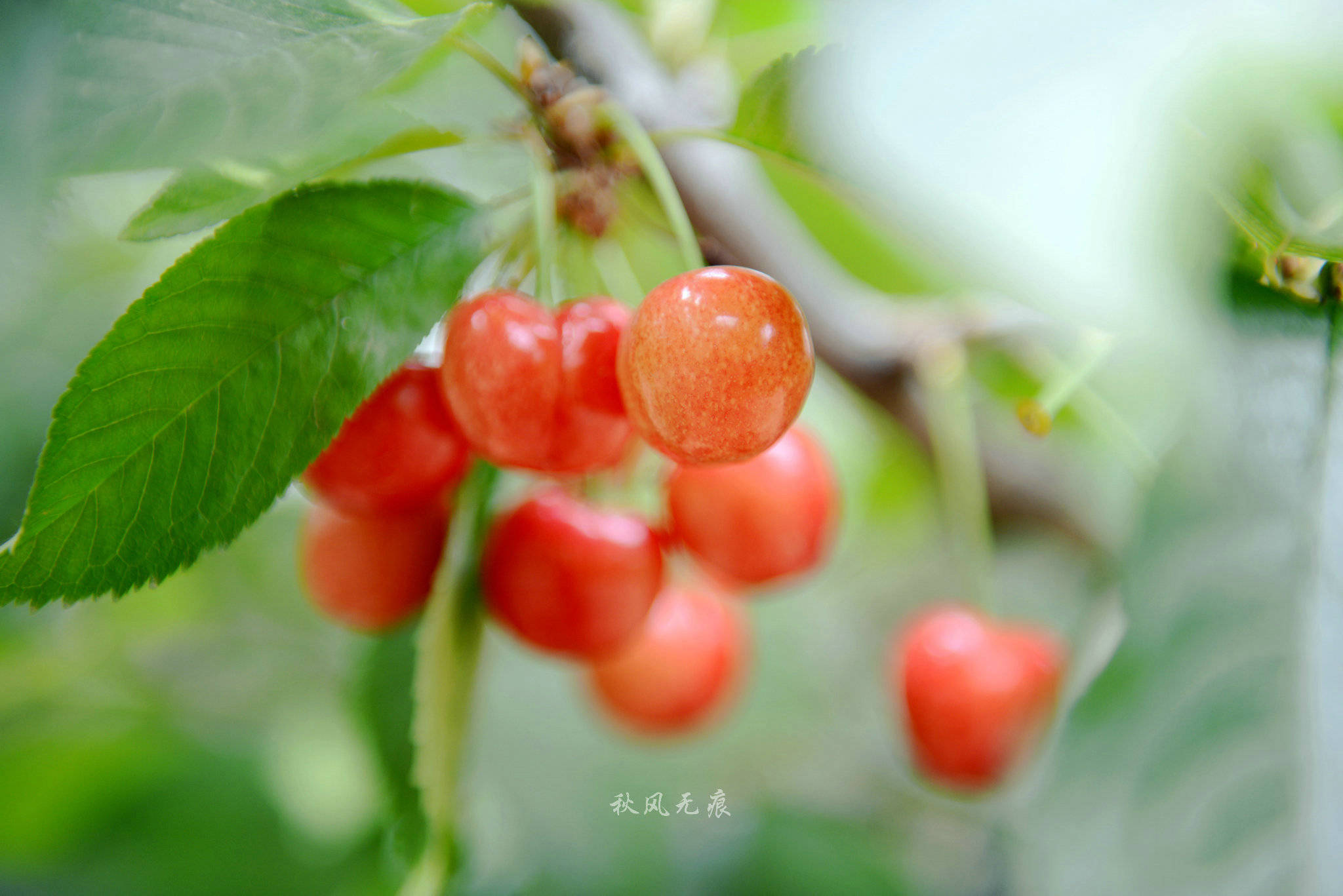 红红樱桃民国风情老街给了狄寨白鹿原的夏日味道