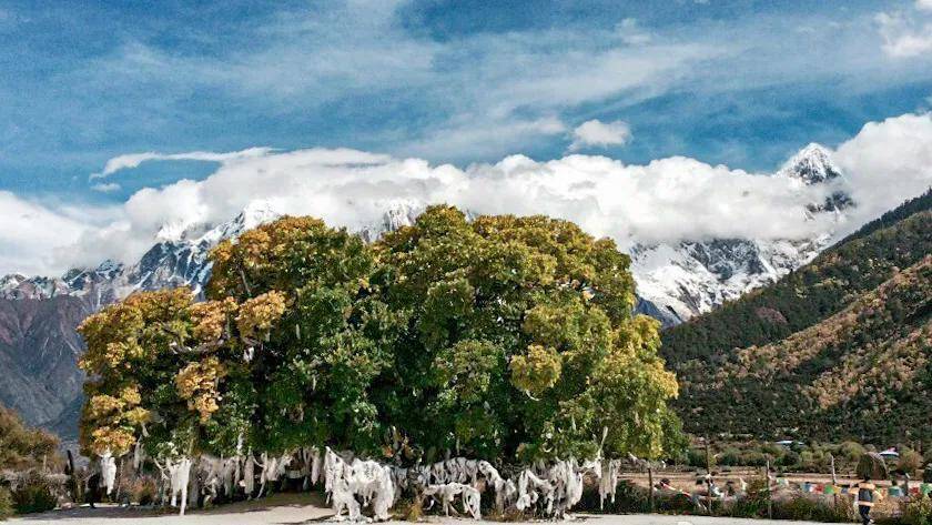 雅鲁藏布大峡谷景区的千年古桑爱情广场和ta去千年桑树爱情广场许愿4