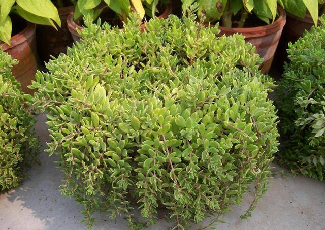 原创农村农田里常见的野草,农民见了就拔,城里人却把它当盆栽