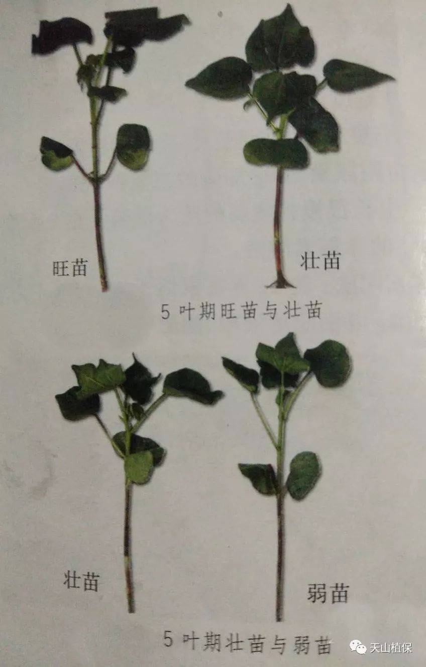 棉花4片真葉期至現蕾期苗情診斷及田管技術措施