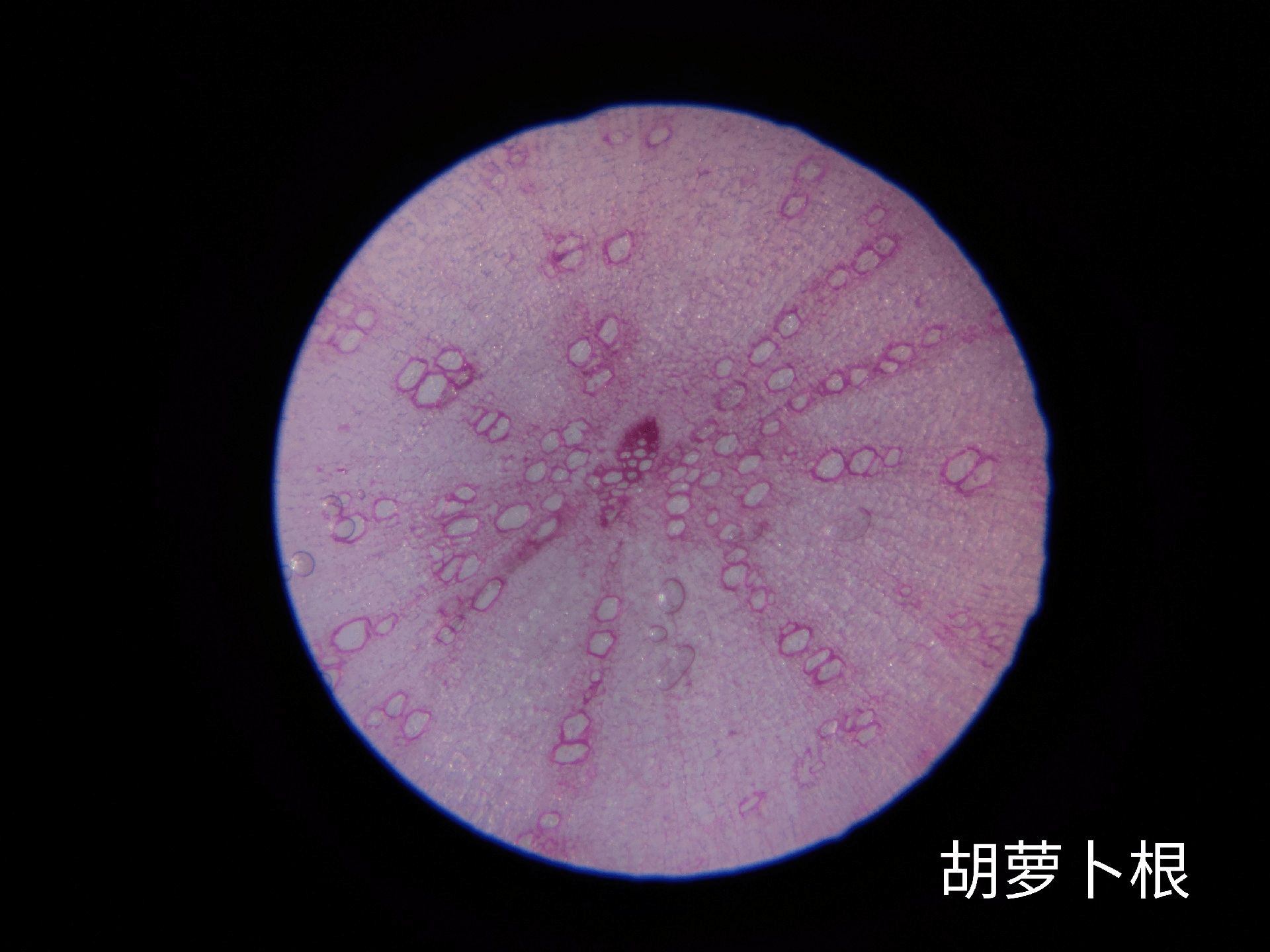 小米有品黑科技新品120x无极变倍星特朗显微镜探索微观世界