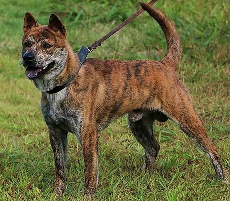 原创国产犬中的四类名贵犬种现已濒临灭绝值得国人深思