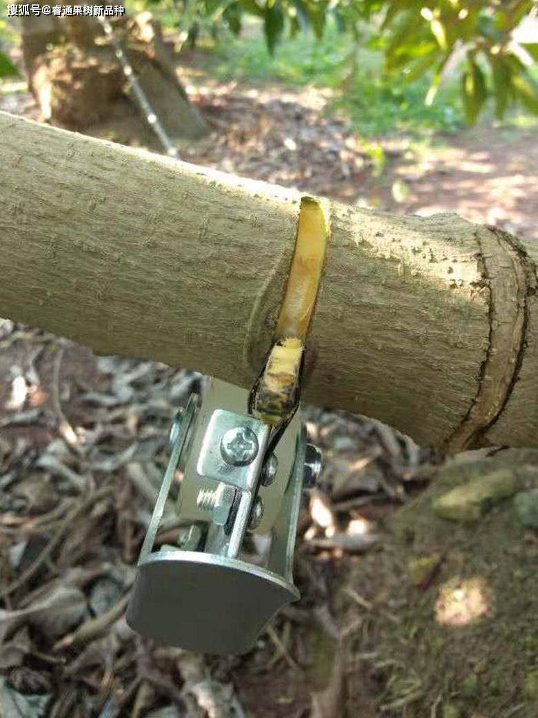 果树~苹果树苗环剥到底好不好?_手机搜狐网