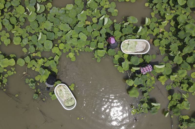 近年来,江苏省淮安市洪泽区借助毗邻洪泽湖水资源丰富的优势,当地藕塘