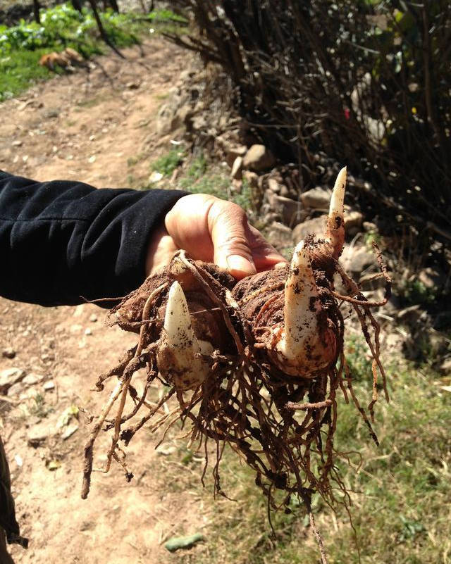 重楼根,茎,根茎特性