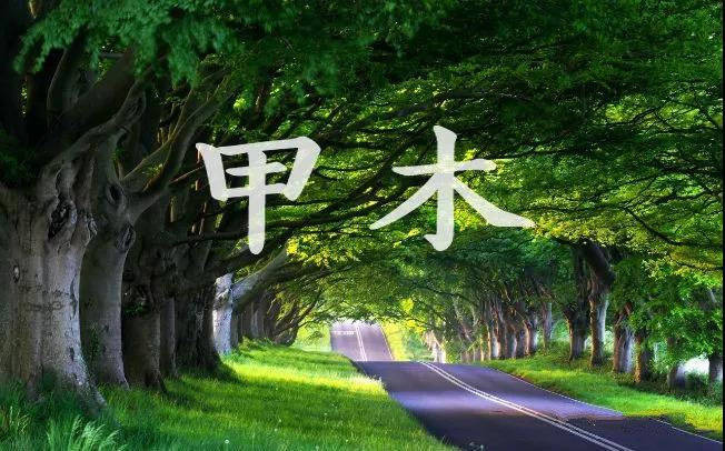 甲木参天大树,天性耿直,纯洁,仁义,清高,傲气.