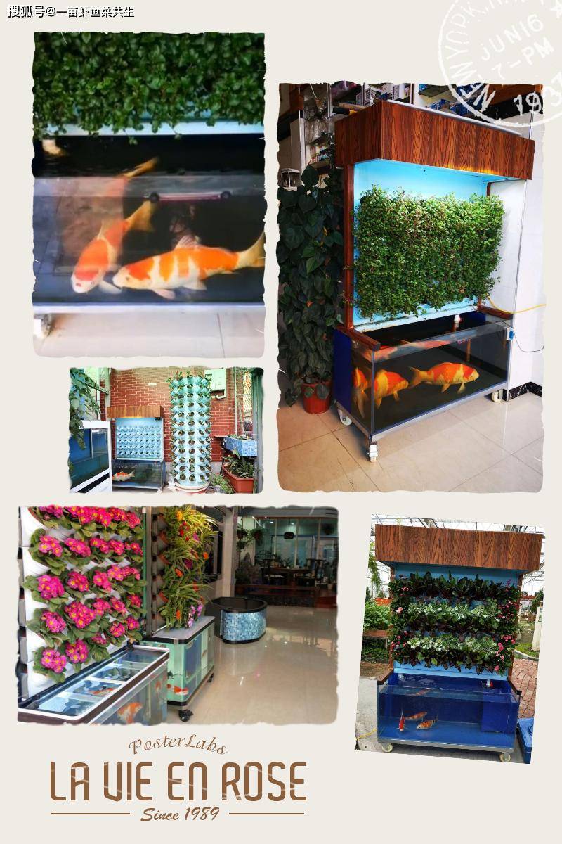 原创学会做锦上添花就是美上加美的鱼菜共生