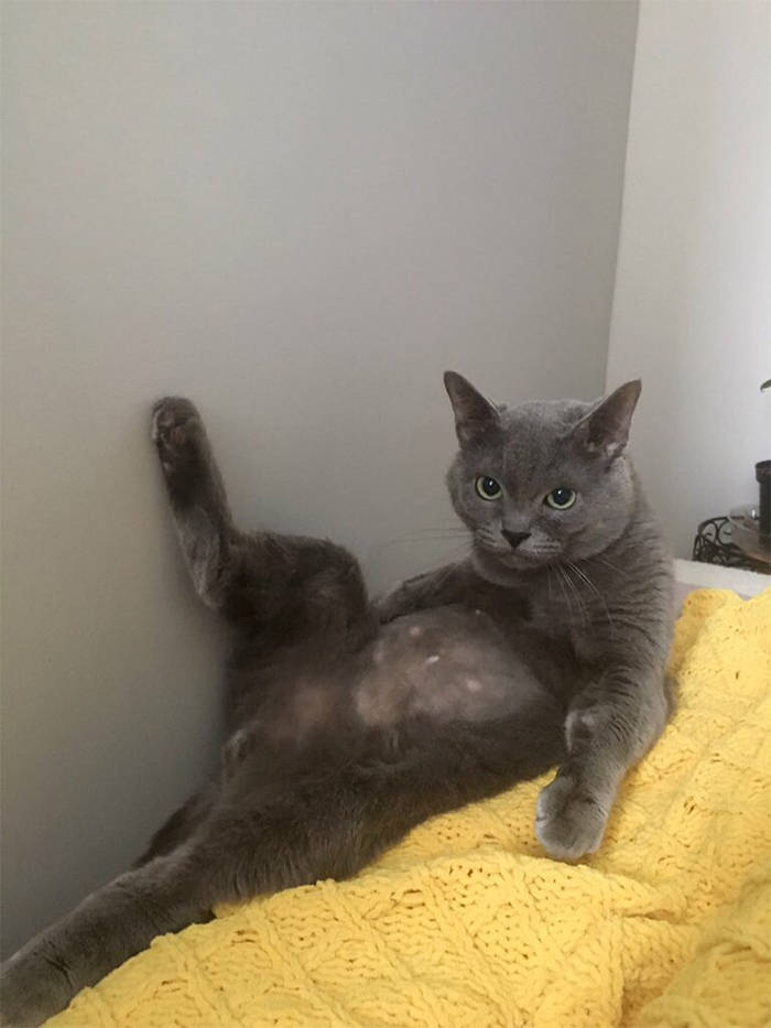 「图集」流氓!呆萌喵星人各种销魂坐姿,最后大佬的坐姿我是真佩服!