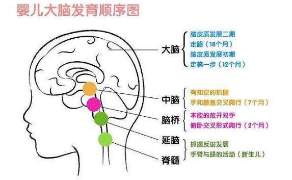 哈佛研究发现:儿童大脑发育的黄金期一生只有3次,父母别错过