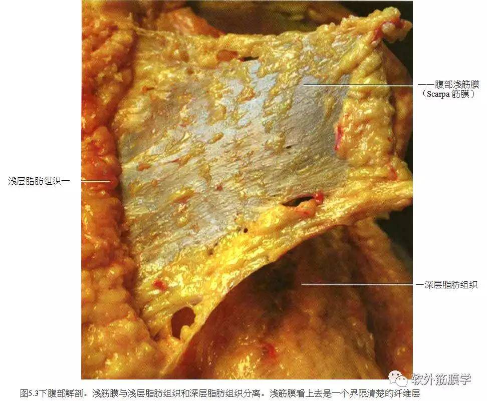 干货分享浅筋膜的解剖结构特点分析