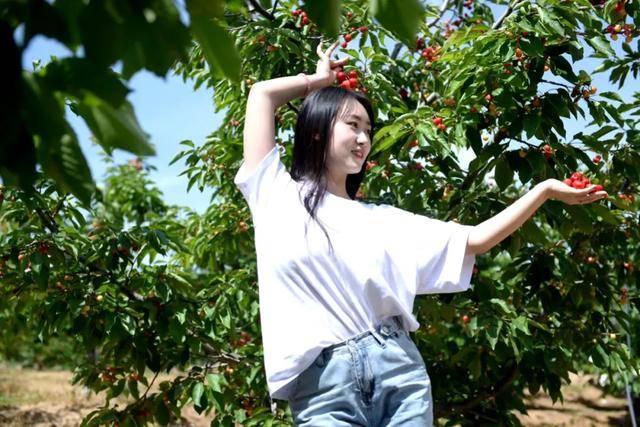 产地直供丨才下枝头,就上舌尖,天水大樱桃正式抢鲜开售