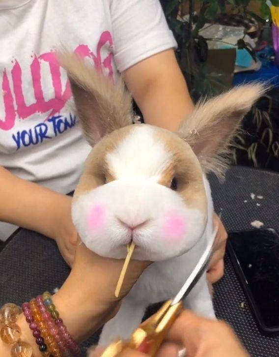 主人带兔子去剪毛,兔兔好可爱,网友都被萌翻了