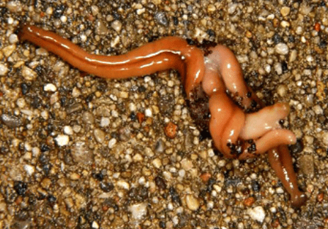 扁形动物门特征介绍精品