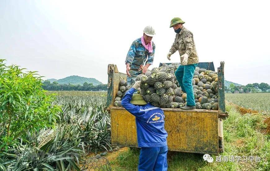 菠萝采摘后被运往同交食品出口股份公司进行加工并出口.