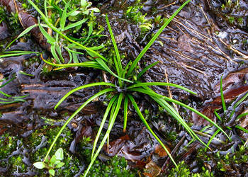 蕨类植物们的各大亚门介绍精品学生物的必看