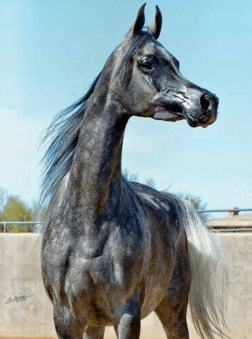 原创选马匹体质还要分湿润干燥聊军马前这篇战马宝典一定要读