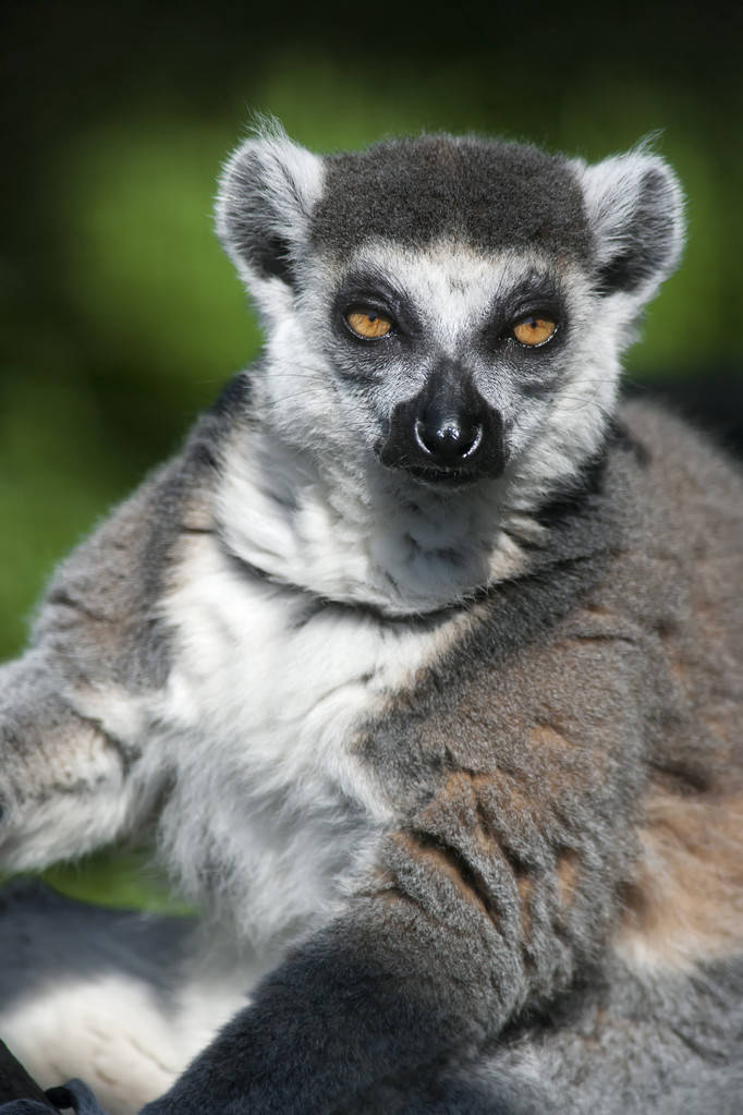 高清动物手机壁纸