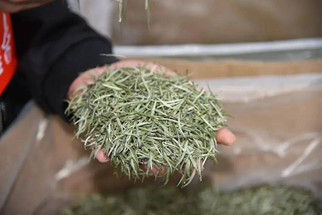 茶博会 | 茶香引客到湄潭!_贵州