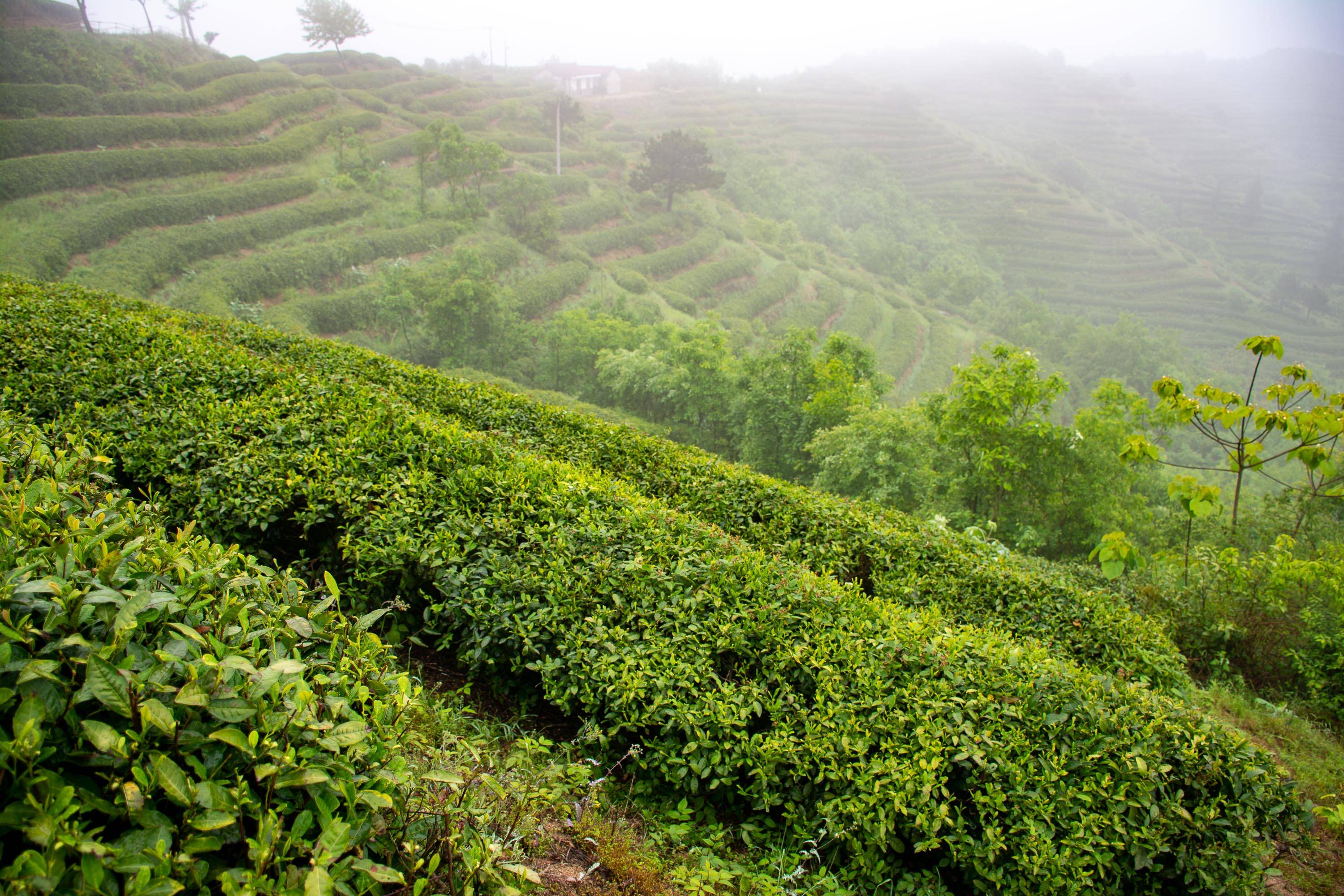 三省七县结合部的大别山新茶一百五一斤贩到城市后只能买一两
