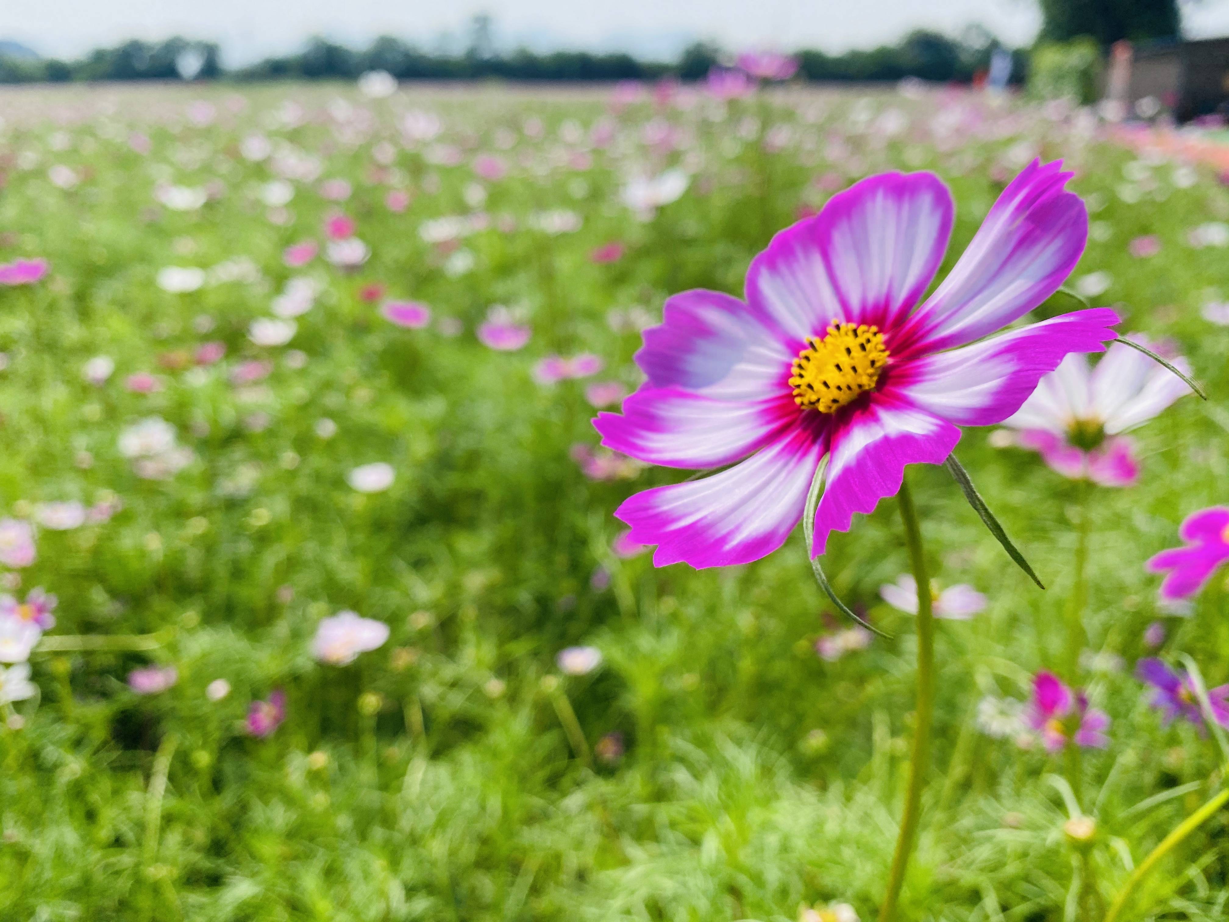 桂林七星区马家坊:"花海经济"助力乡村振兴