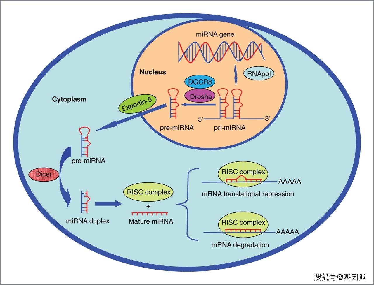 microrna在肿瘤中的作用