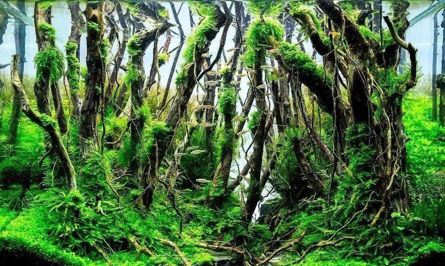 本色水景|水草缸树林景欣赏,细节惊艳,水陆缸雨林缸生态鱼缸造景培训