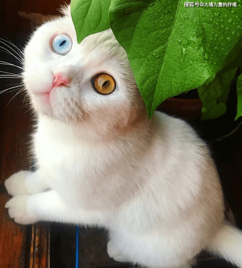 原创异瞳折耳猫"仙气飘飘",5个月来却没人要,店主的宣传还真独特