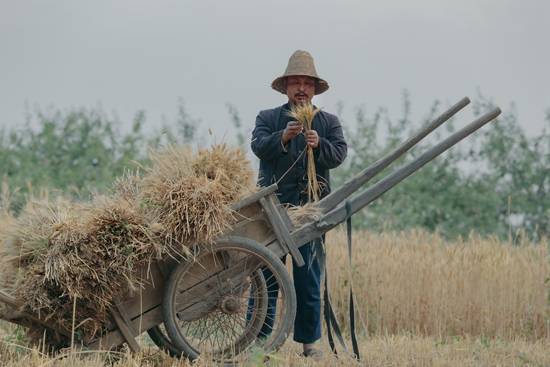 夏忙又开始了,割麦打麦成为永远的乡愁!70,80后的难忘岁月