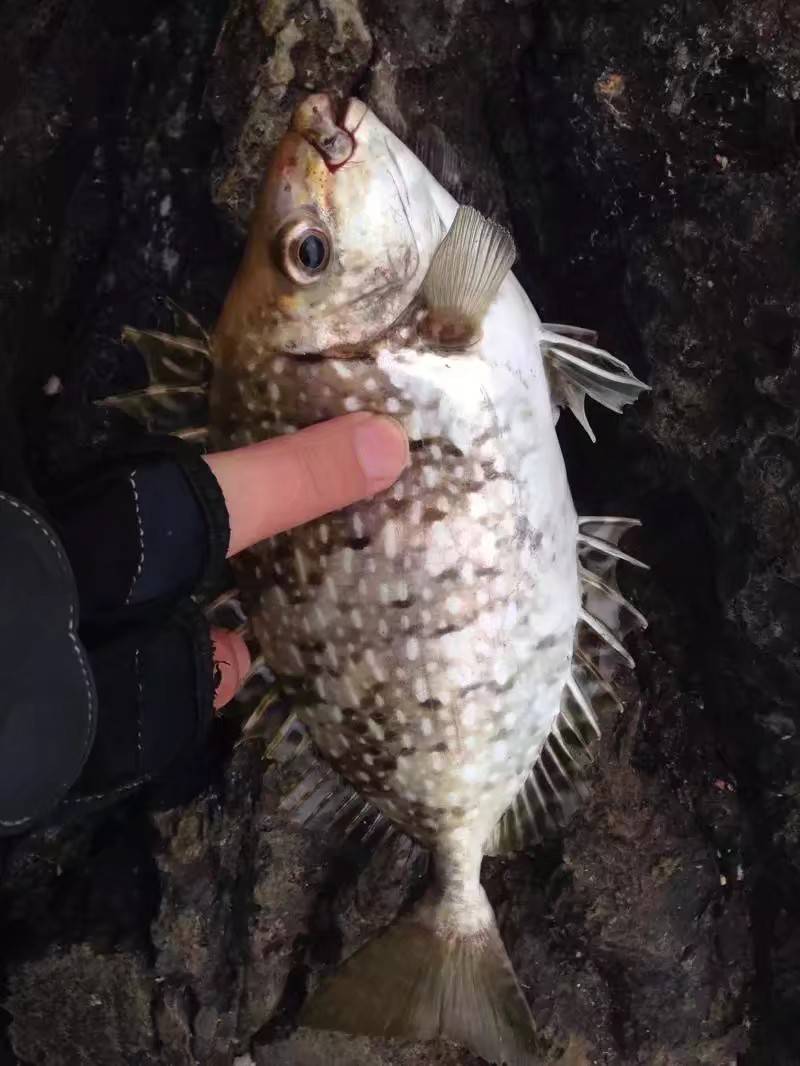 惊险钓位才能钓到品种繁多的海鱼!你都认识吗?