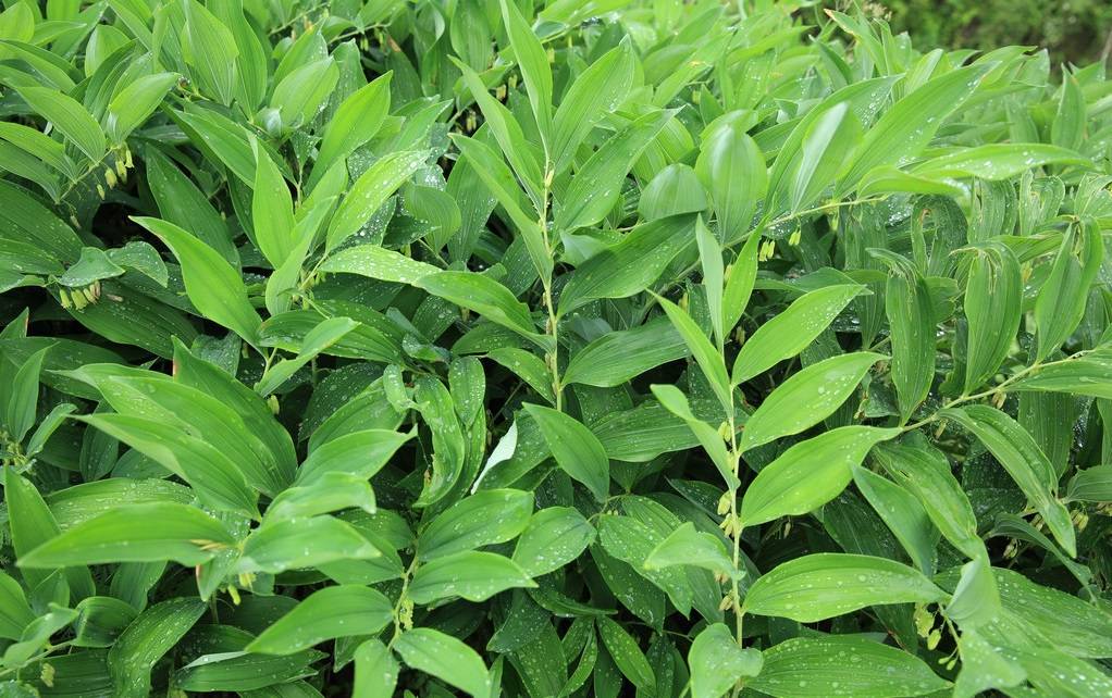 黄精的品种分类及产量提高