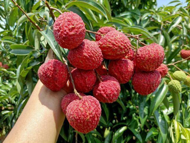 荔枝正式上市阳西荔枝一园一直播活动成功火热开展