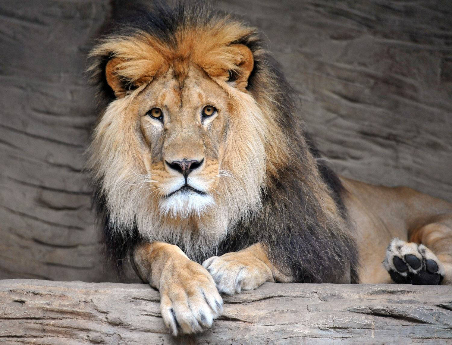 奇闻威风凛凛世界上最大的狮子濒临灭绝以前的斗兽场之王