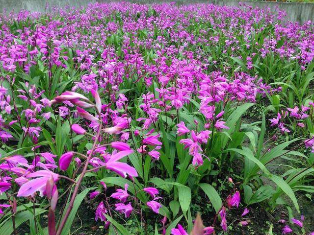 白芨白芨简介白芨,别名连及草,紫兰,白根,羊角七,甘根等等,这是一种