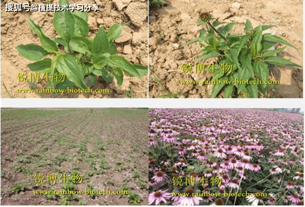 紫锥菊松果菊紫锥花萃取精华