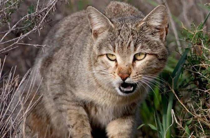 草原斑猫,又称野猫(图源:duitang.com)