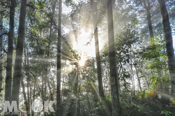 號稱魔幻森林秘境晨曦穿透樹林其景如夢似幻朝霧逆光擁絕景美拍