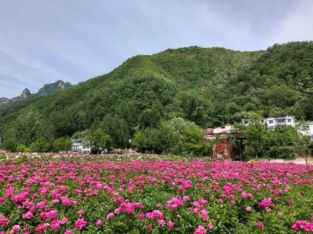 藏不住了今夏这个赏花秘境将成栾川最火网红打卡地