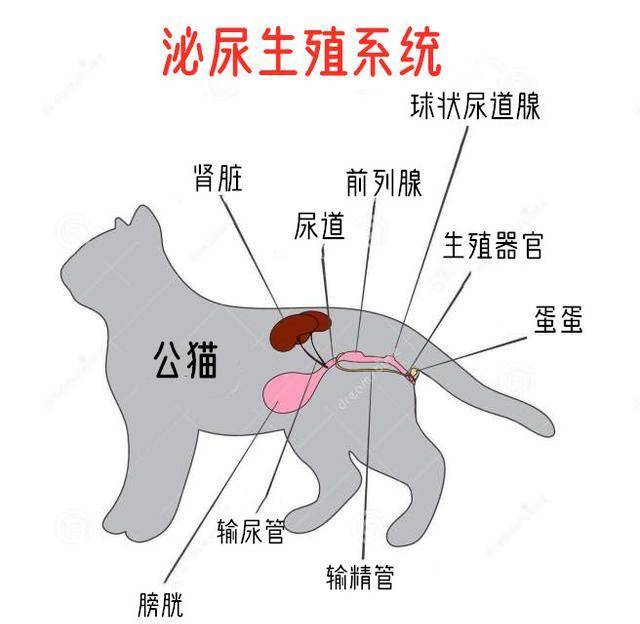 动物的生殖方式图片