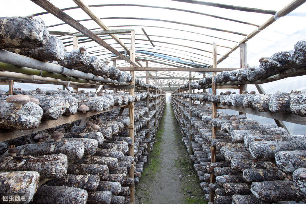 "西峡县石界河镇核桃坪村袋料香菇基地,贫困户刘花梅一边说一边轻轻地