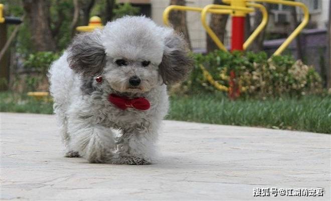 你见过灰泰迪吗?为啥它的价格比其它颜色的泰迪高很多?_灰色