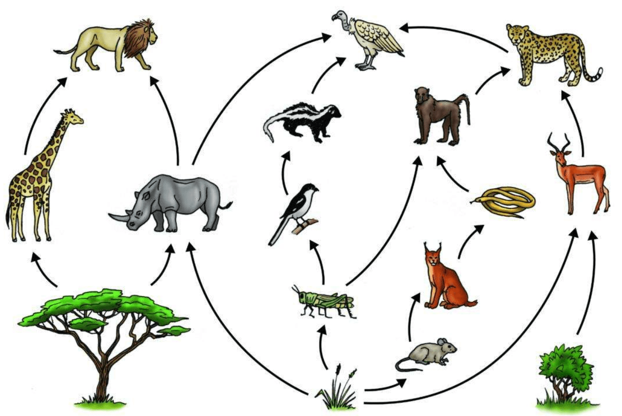 660多种外来物种入侵我国,71种具有潜在威胁,其中1种变成"宝"_生物