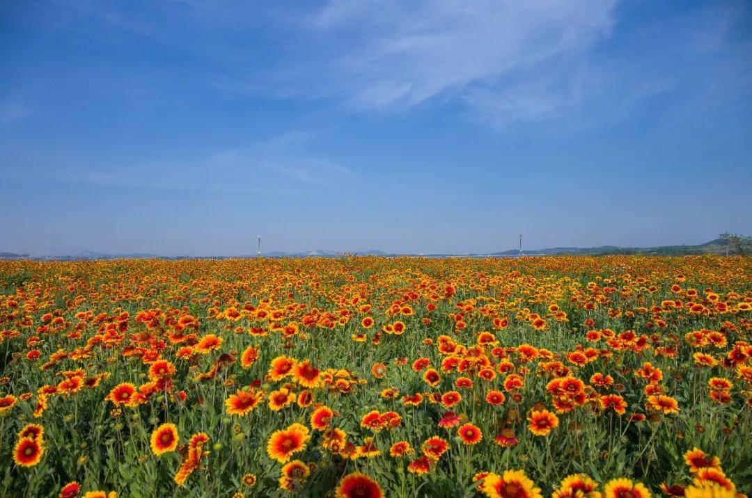 美到犯规这里竟藏着这么多烂漫花海错过就要再等一年