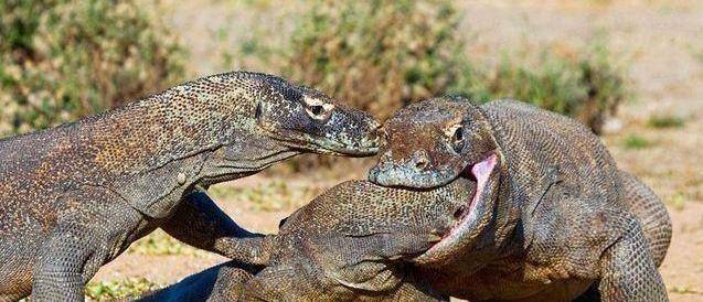 巨蟒大战巨蜥高清图片