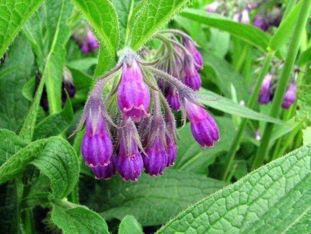 可与天山雪莲媲美,此草价值可想而知,目前人工无法培育,机会?_紫草