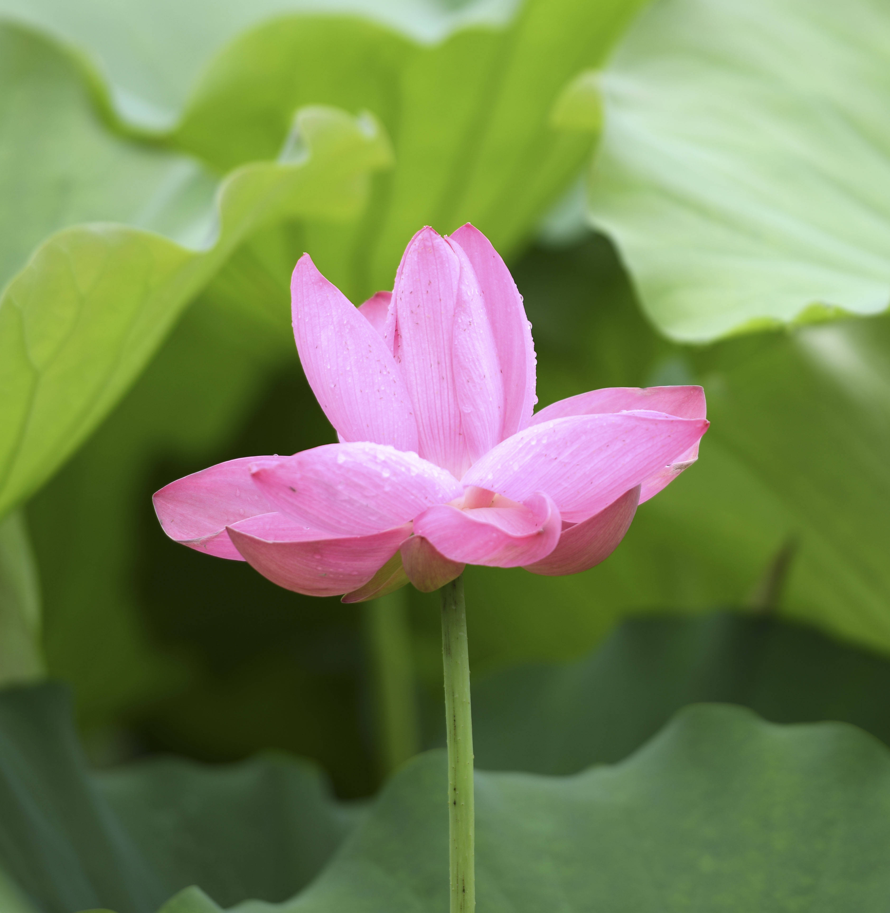 小满,合肥包公园荷花,鲜艳夺目,美极了