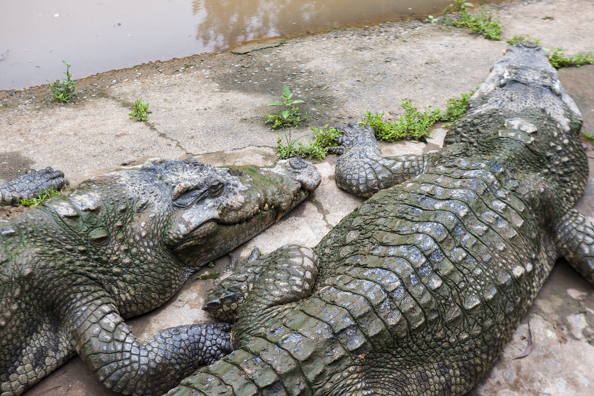 沿着护栏观看那些在岸上躺睡的大鳄鱼,有几只还以为是石雕鳄鱼,因为